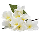 Акація, 43 см, білий (631352), фото 2