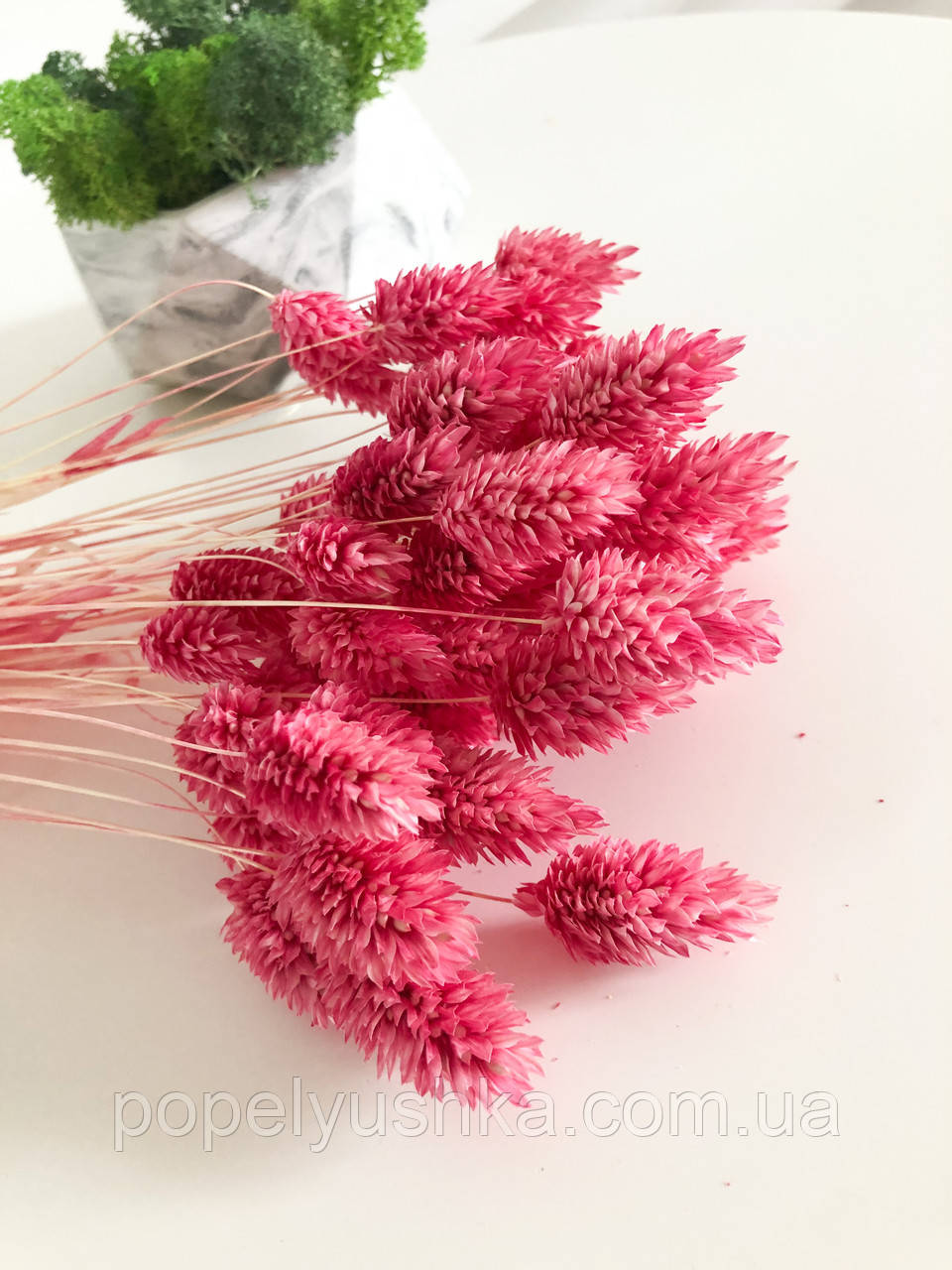 Фалярис натуральний малиновий, фото 1