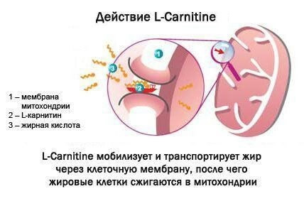 Как работает Л карнитин тартрат для жиросжигания