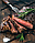 Гриль контактний maxxcuisine 05027 700w, фото 5