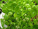 НАБІР №6 "СТАВОК У ВАЗОНІ" - комплект рослин для міні водойми, фото 5