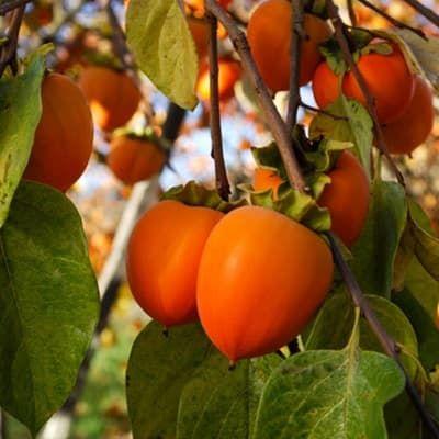 Хурма привита Шарон (Sharon), фото 1