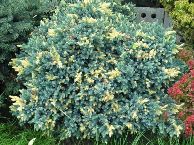 Ялівець лускатий floreant 2 річний, Можжевельник чешуйчатый Флореант, Juniperus squamata floreant - фото 1 - id-p1605074061