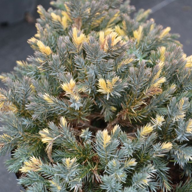 Ялівець лускатий floreant 2 річний, Можжевельник чешуйчатый Флореант, Juniperus squamata floreant - фото 4 - id-p1605074061