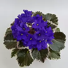 Фиалка Optimara Modesty (Holtkamp) вкорінений лист