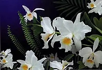 Фотошпалери Дика Орхідея 194х268(278)см 16л./уп. (Мераб)