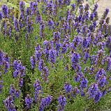 Гісоп лікарський, Hyssopus officinalis, фото 3