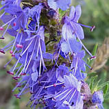 Гісоп лікарський, Hyssopus officinalis, фото 4