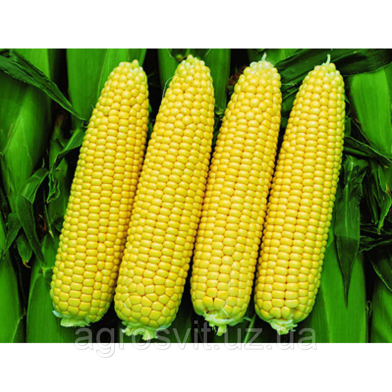 Семена Кукуруза сахарная Деликатесная 1кг ранняя супер сладкая, урожайные посевные семена кукурузы на вес - фото 1 - id-p1274893014