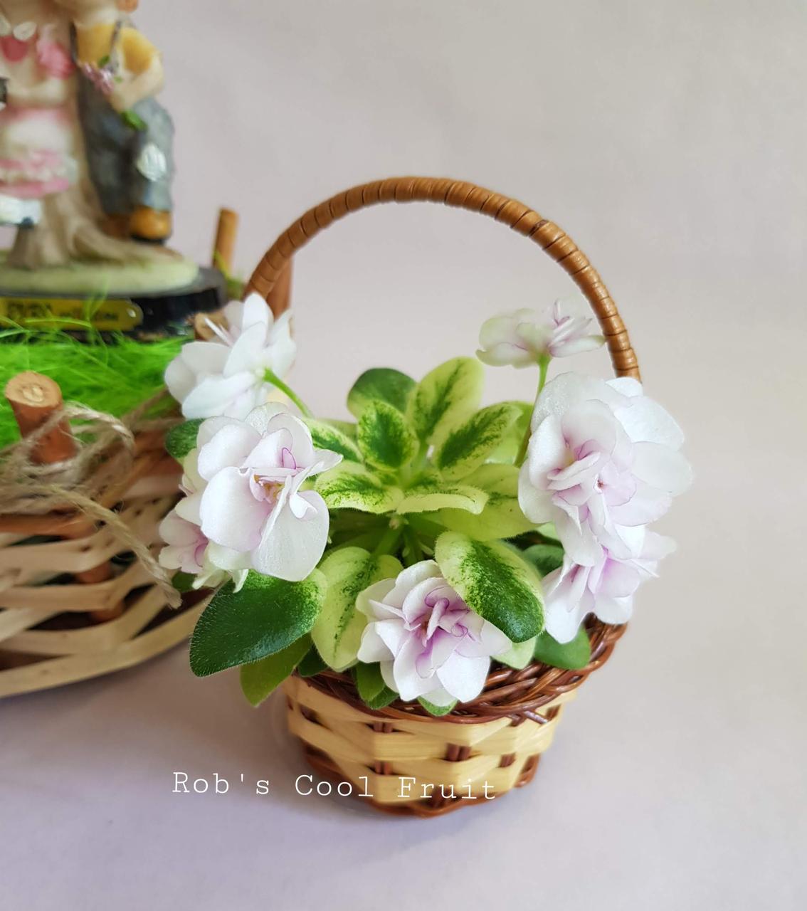 Фіалка Rob's Cool Fruit стартер фото