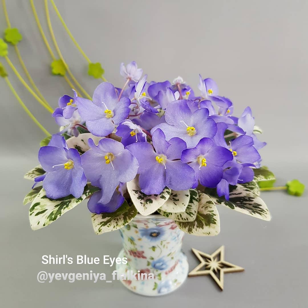 Фіалка Shirl's Blue Eyes (S.Sanders) Крихітка