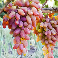 Саджанець сорт винограду Перетворення