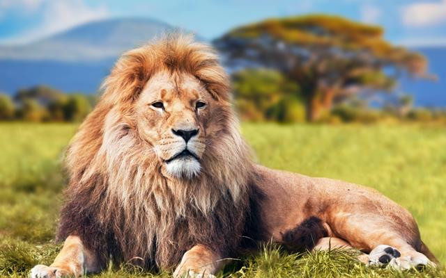 Картина на полотні "Лев" (J125), фото 1