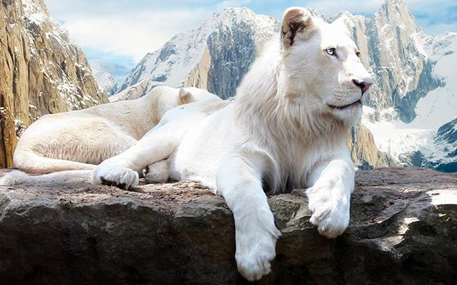 Картина на полотні "Лев"  (J126), фото 1