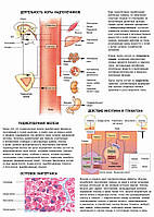 Деятельность коры надпочечников. Поджелудочная железа - постер