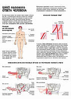 Цикл полового ответа человека. Мужской половой ответ - плакат