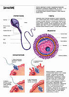 Зачатие - постер
