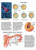 Процесс деления. Прохождение яйцеклетки к матке и имплантация - постер