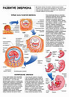 Развитие эмбриона - плакат