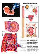Плацента. Фазы внутриматочного развития - плакат