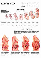 Развитие плода - постер