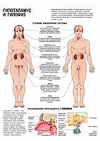 Гипоталамус и гипофиз - постер