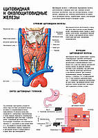 Щитовидная и околощитовидные железы - постер