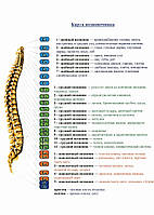 Карта позвоночника - плакат
