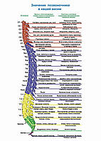 Значение позвоночника в нашей жизни - постер