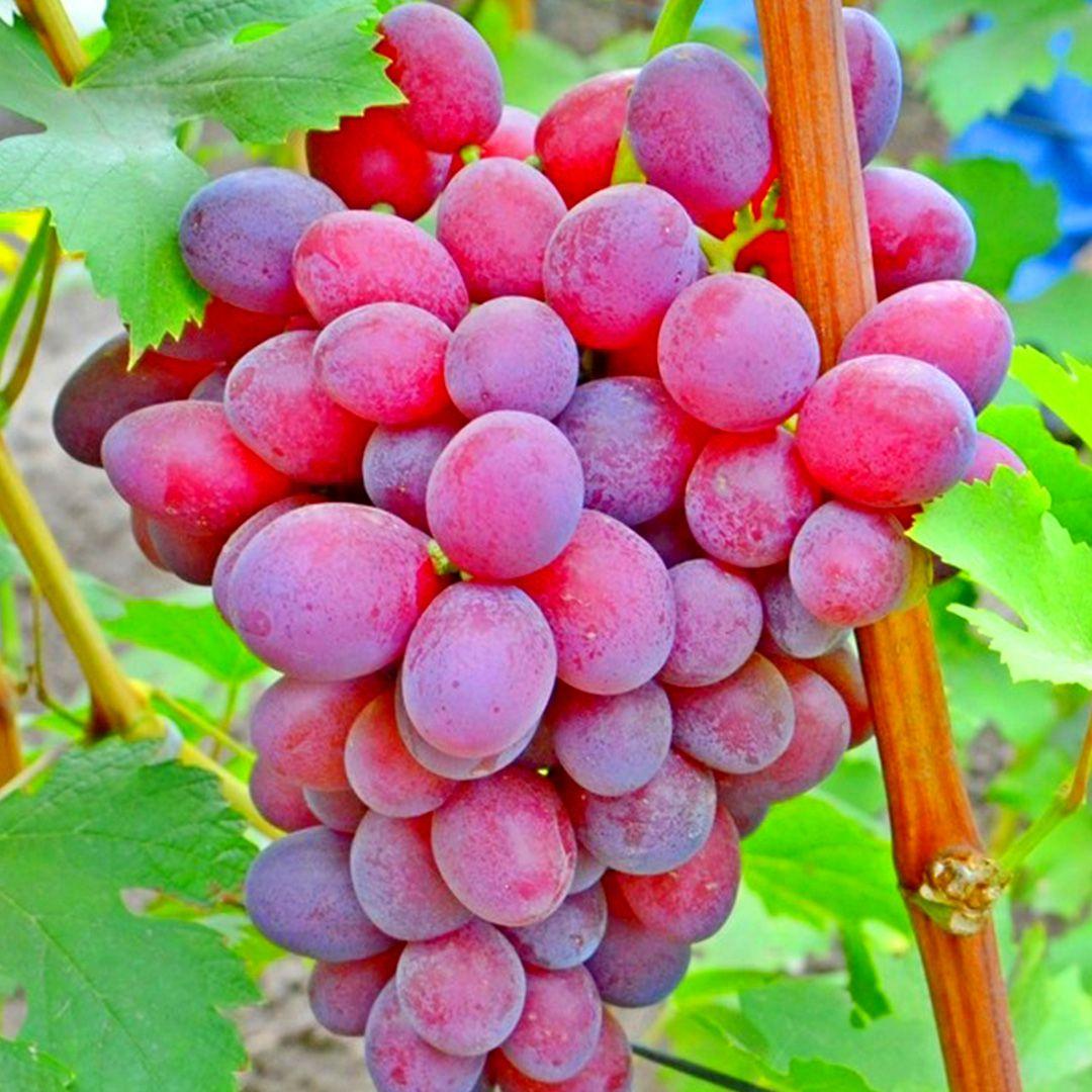 Саженец винограда Подарок Ирине - фото 1 - id-p1144063510