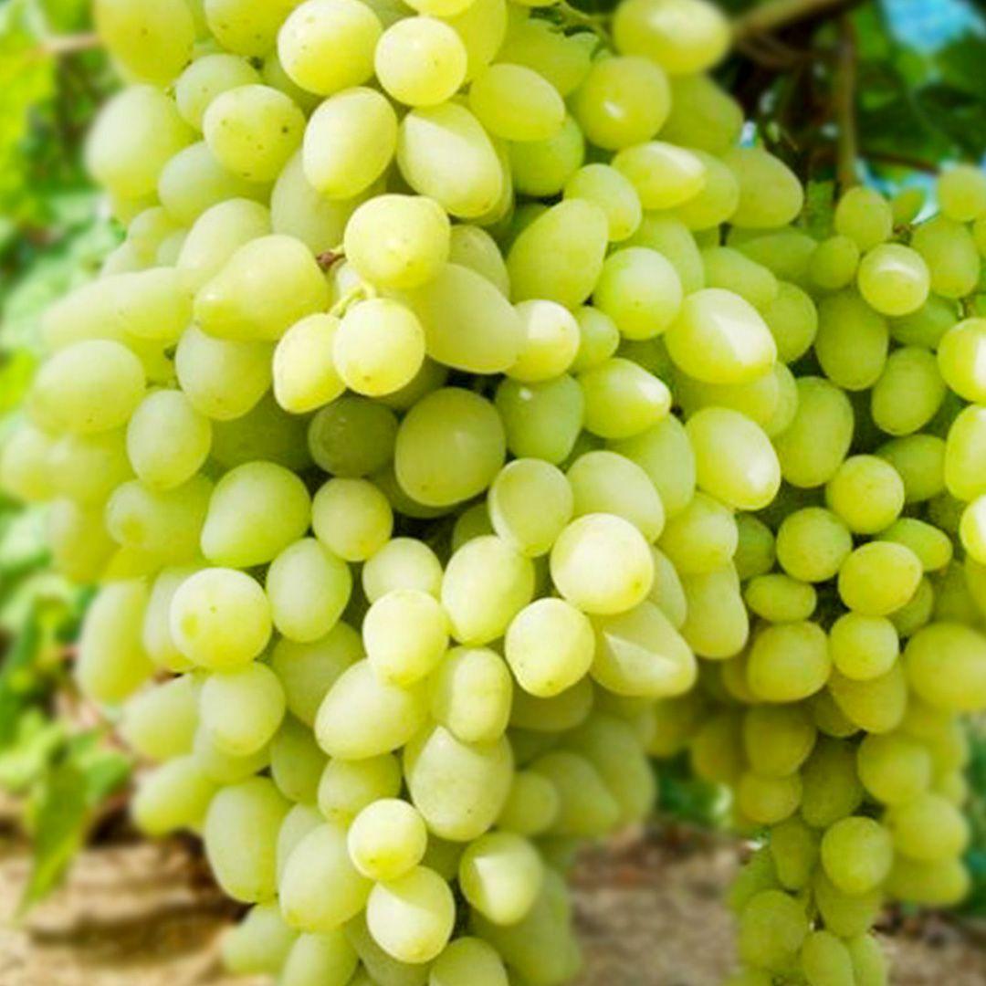 Саджанець сорт винограду Довгоочікуваний