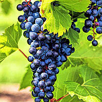 Саджанець сорт винограду Августин