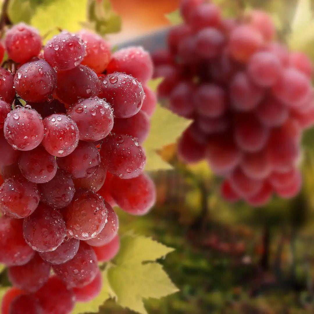 Саджанець винограду сорт Одеський сувенір