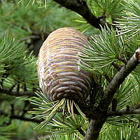 Саджанець кедру "Атласский" (Cedrus Аtlantica)