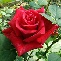 Саджанець троянди чайно-гібридної (садової) Кардинал (Kardinal)(закритий корінь)