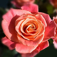 Саджанець троянди чайно-гібридної (садової) Міс Піггі (Miss Piggy)(закритий корінь)