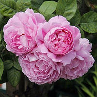 Саджанець троянди чайно-гібридної (садової) Мері Роуз (Marry Rose)(закритий корінь)