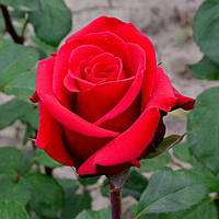 Саджанець троянди чайно-гібридної (садової) Ред Берлін (Red Berlin)(закритий корінь)
