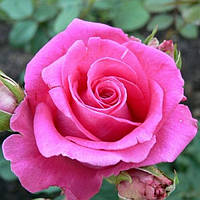 Саджанець троянди чайно-гібридної (садової) Топаз (Topaz)(закритий корінь)