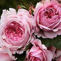 Саджанець англійської троянди Гарден оф Роузес (Garden of Roses)(закритий корінь)