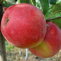 Саджанець яблуні "Хоней Крисп" (зимовий сорт, пізній термін дозрівання)