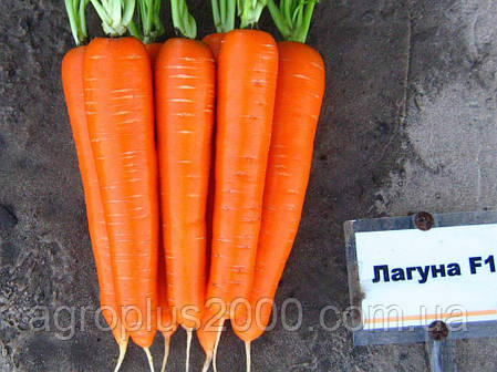 Насіння Моркви Лагуна F1 (фр.1,6-1,8) 25 000 насінин Nunhems, фото 2
