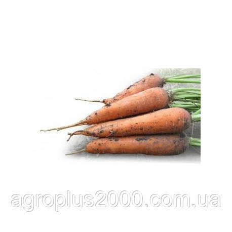 Насіння Морква Мацурі F1 (KS 7) 10000 насіння Kitano Seeds