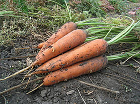 Насіння Морква Мацурі F1 (KS 7) 1 грам (500 насіння) Kitano Seeds, фото 4