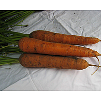 Насіння Морква Мацурі F1 (KS 7) 1 грам (500 насіння) Kitano Seeds, фото 5