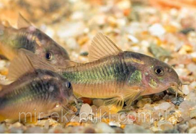 Сомік Коридорас золотистий (Corydoras aeneus) 2-2,5 см