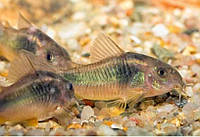 Сомик Коридорас золотистый (Corydoras aeneus) 2-2,5см