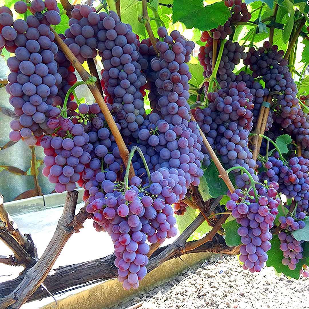 Саджанець сорт винограду "Гурман Ранній" "