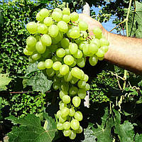 Саджанець винограду сорт "А-2"