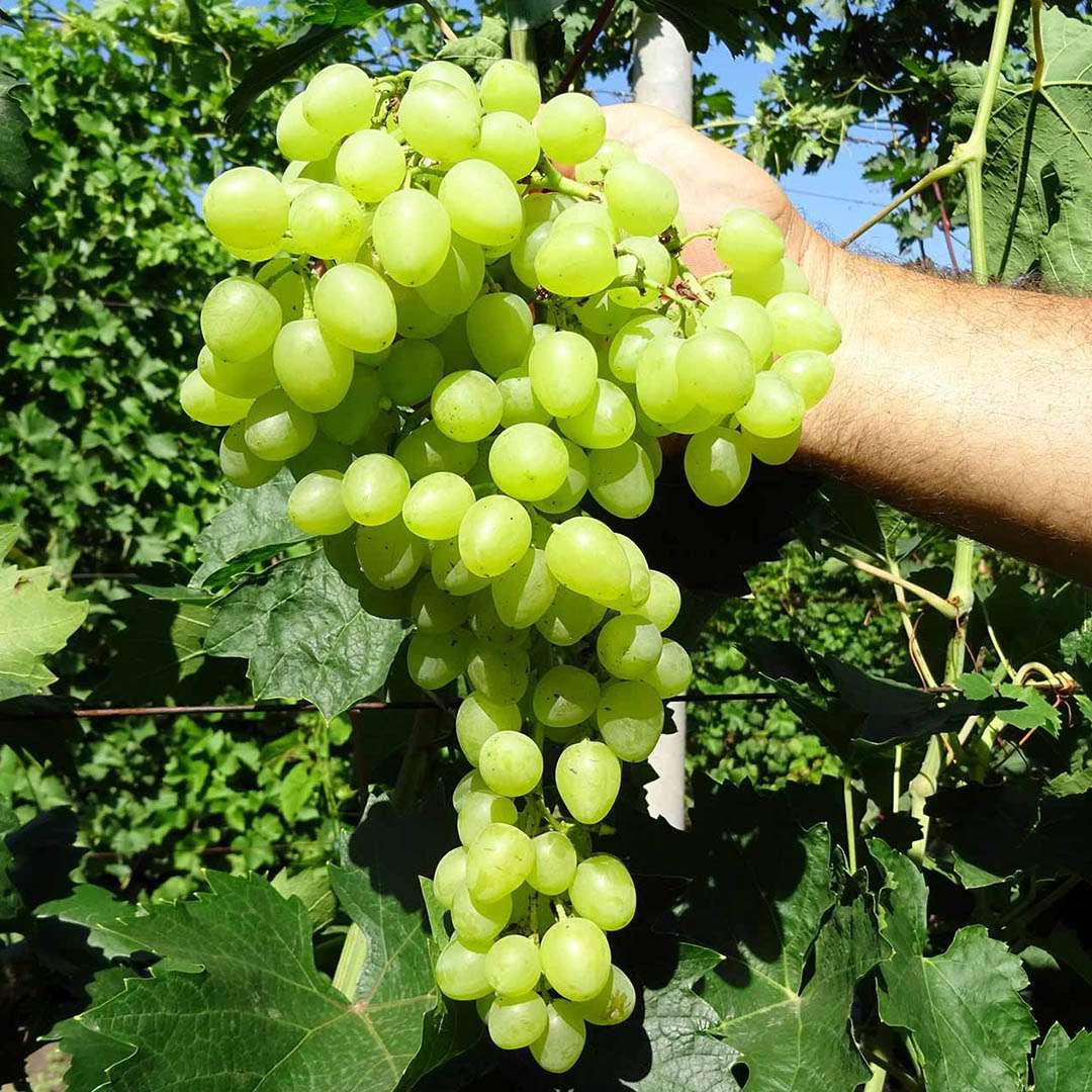 Саджанець винограду сорт "А-2"